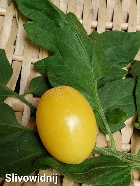 Slivowidnig (Pflaumentomate)