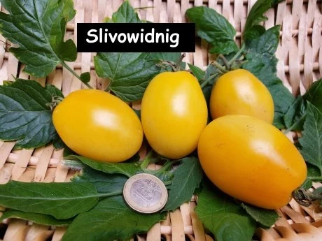 Slivowidnig