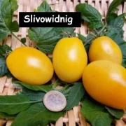 Slivowidnig