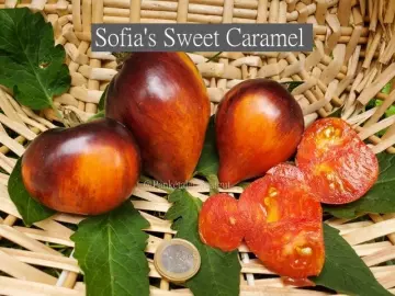 Sofia's Sweet Caramel