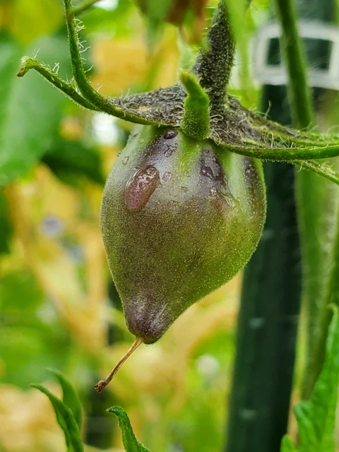 Sofia's Sweet Caramel