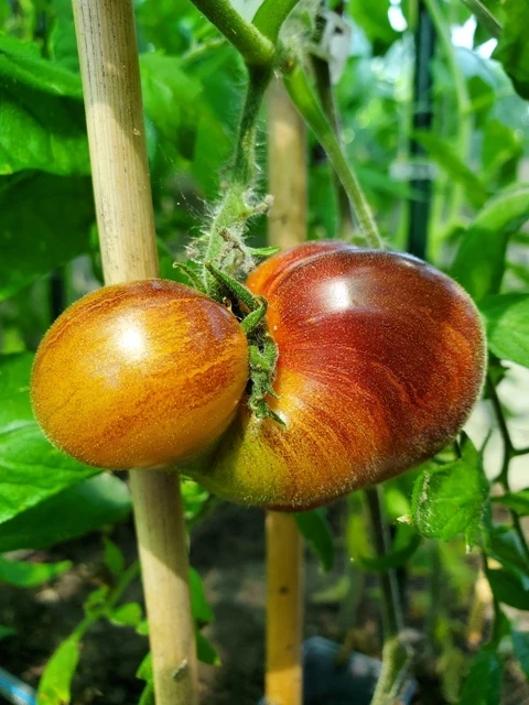 Sofia's Sweet Caramel