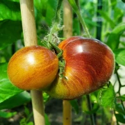 Sofia's Sweet Caramel