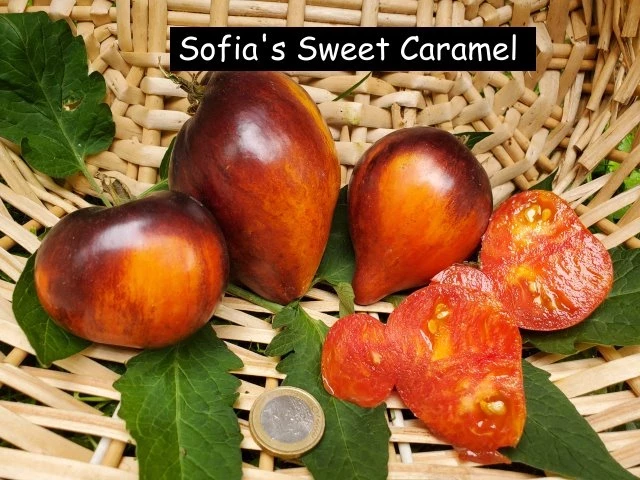 Sofias süsse Karameltomate