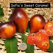 Sofias süsse Karameltomate