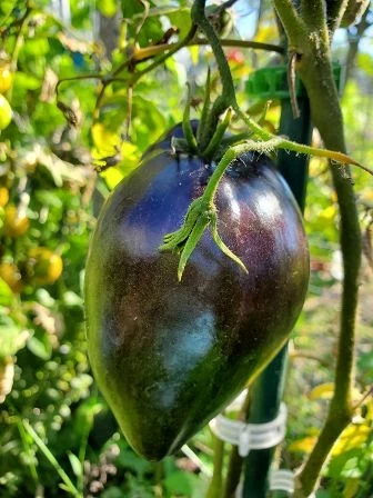 Sofias süsse Karameltomate