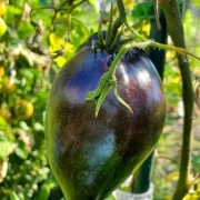 Sofias süsse Karameltomate