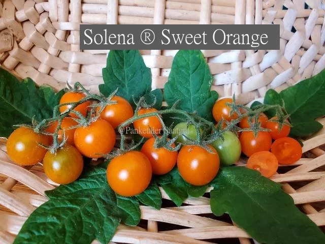 Solena ® Sweet Orange