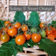 Solena ® Sweet Orange