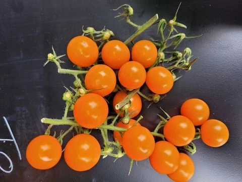 Solena ® Sweet Orange