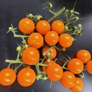 Solena ® Sweet Orange