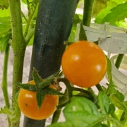 Solena ® Sweet Orange