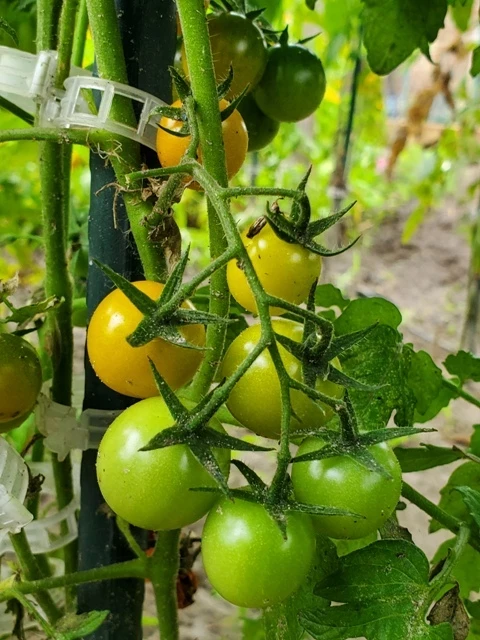 Solena ® Sweet Orange