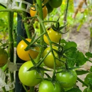 Solena ® Sweet Orange