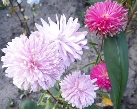 Sommeraster (Callistephus chinensis)