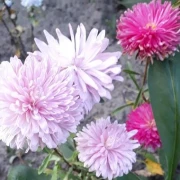 Sommeraster (Callistephus chinensis)