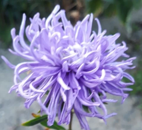 Sommeraster (Callistephus chinensis)
