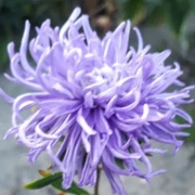 Sommeraster (Callistephus chinensis)