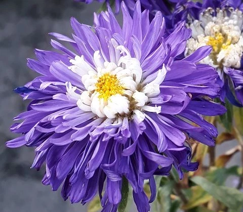 Sommeraster (Callistephus chinensis)