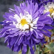 Sommeraster (Callistephus chinensis)
