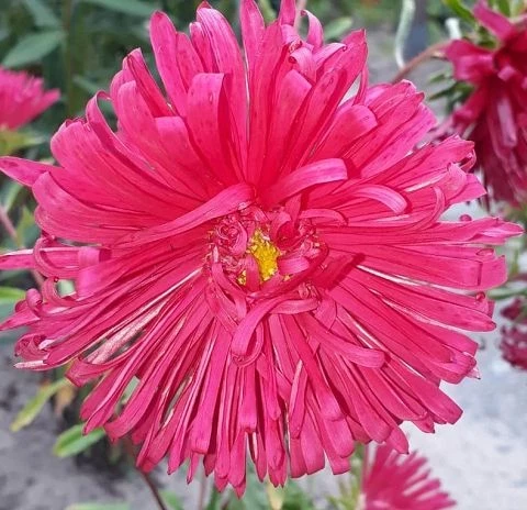 Sommeraster (Callistephus chinensis)