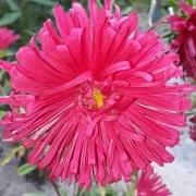 Sommeraster (Callistephus chinensis)