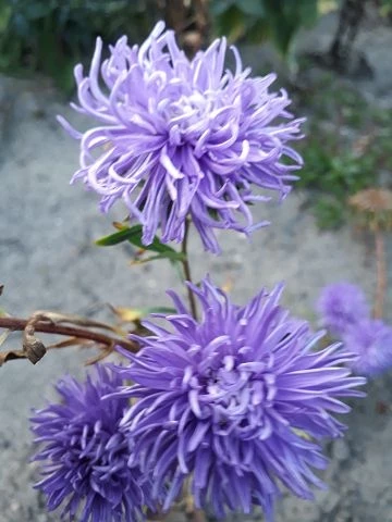 Sommeraster (Callistephus chinensis)