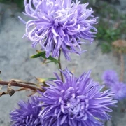 Sommeraster (Callistephus chinensis)