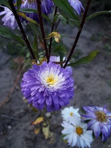 Sommeraster (Callistephus chinensis)