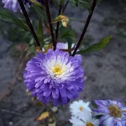 Sommeraster (Callistephus chinensis)