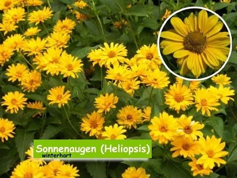 Sonnenaugen (Heliopsis)