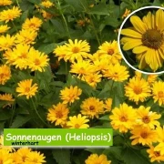 Sonnenaugen (Heliopsis)