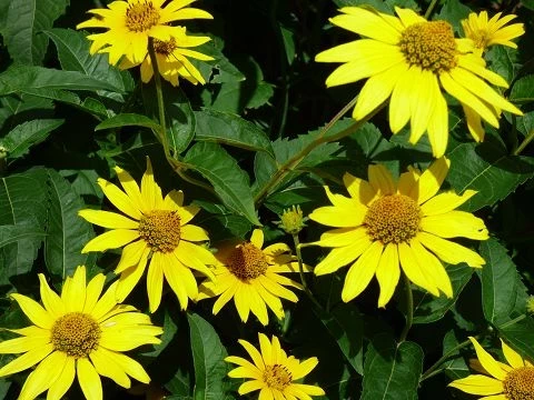 Sonnenaugen (Heliopsis)