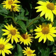 Sonnenaugen (Heliopsis)