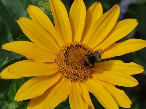 Sonnenaugen (Heliopsis)