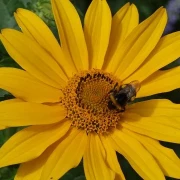 Sonnenaugen (Heliopsis)