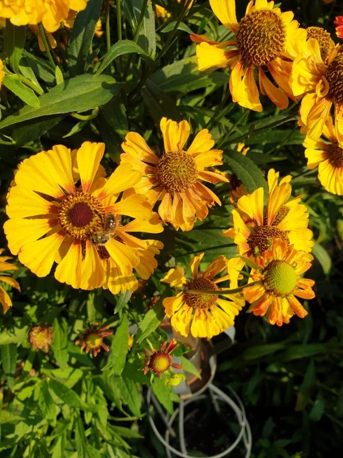 Sonnenbraut (Helenium hybride) gelb