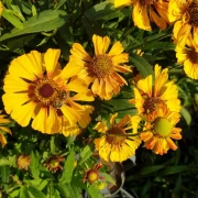Sonnenbraut (Helenium hybride) gelb