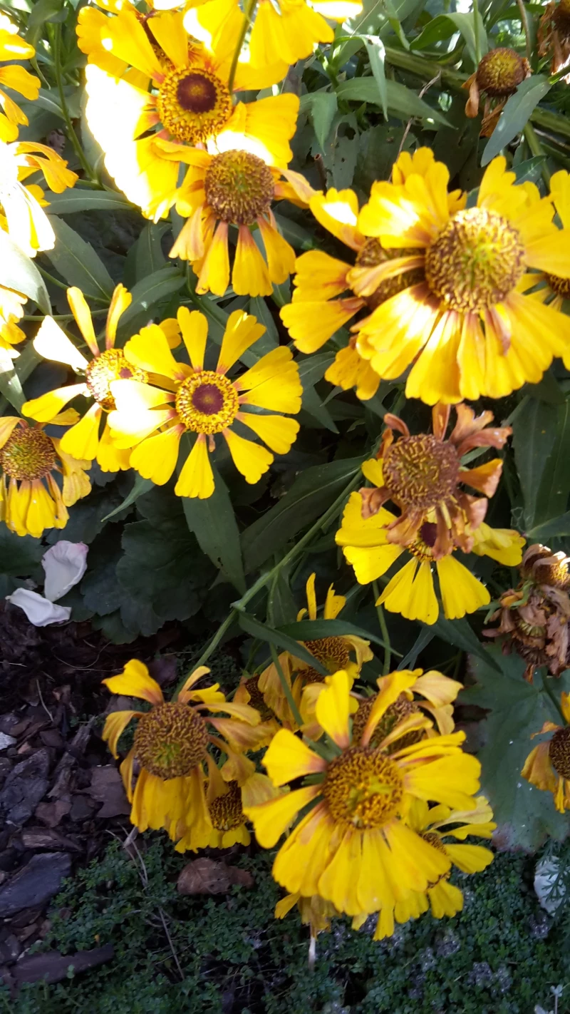 Sonnenbraut (Helenium hybride) gelb