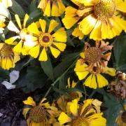 Sonnenbraut (Helenium hybride) gelb