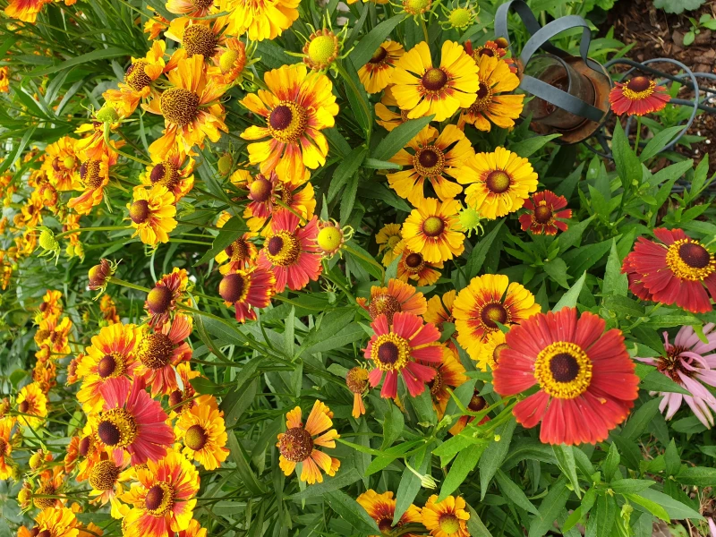 Sonnenbraut (Helenium hybride) gemischt