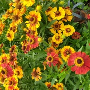 Sonnenbraut (Helenium hybride) gemischt