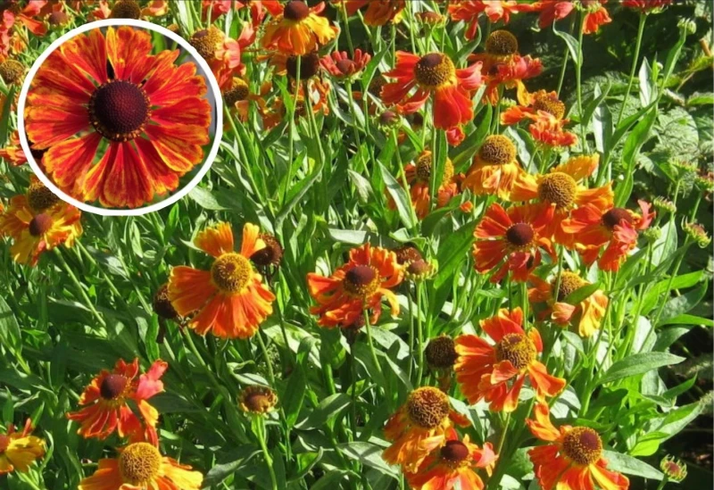 Sonnenbraut (Helenium hybride) gemischt