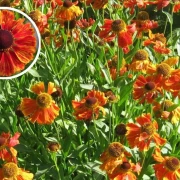 Sonnenbraut (Helenium hybride) gemischt