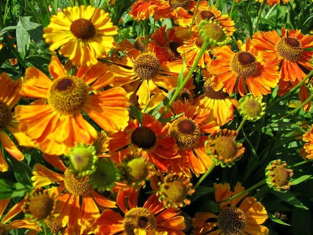 Sonnenbraut (Helenium hybride) gemischt