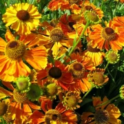 Sonnenbraut (Helenium hybride) gemischt