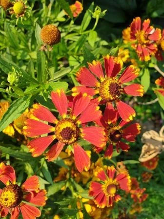 Sonnenbraut (Helenium hybride) rot