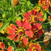 Sonnenbraut (Helenium hybride) rot