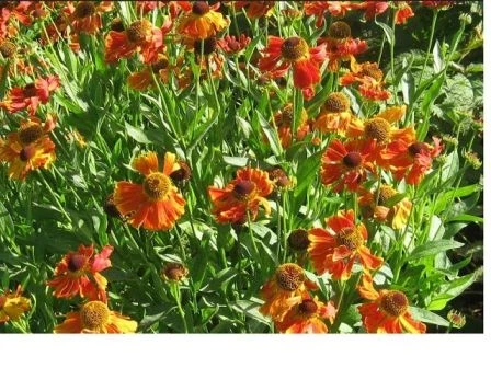 Sonnenbraut (Helenium hybride) rot
