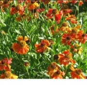 Sonnenbraut (Helenium hybride) rot